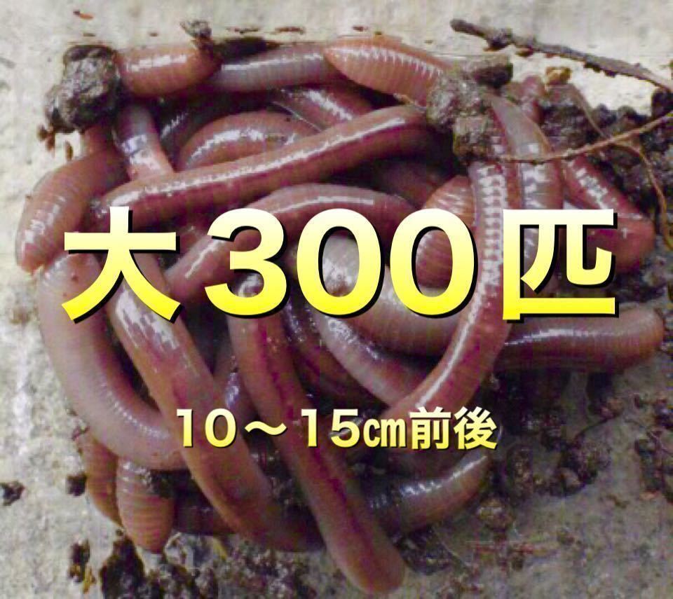 【 土曜日発送】300匹 天然 ドバミミズ ミミズ 餌 釣り餌　大サイズ