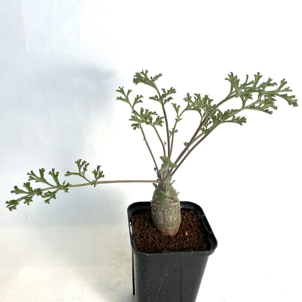 Pelargonium carnosum / ペラルゴニウム カルノーサム 枯野葵 塊根植物 実生_画像5