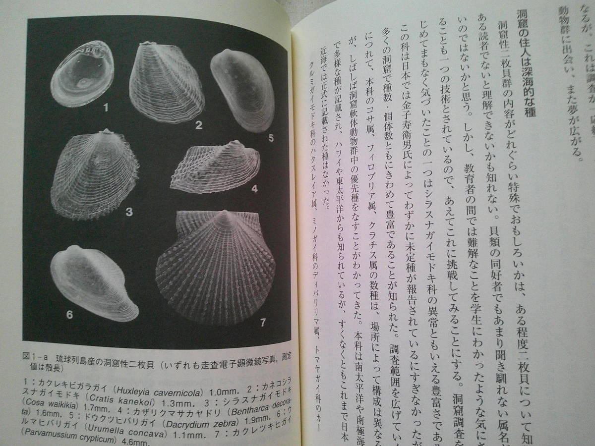 「貝のミラクル　―軟体動物の最新学」奥谷喬司 　東海大学出版会 　1998年1版2刷_画像3