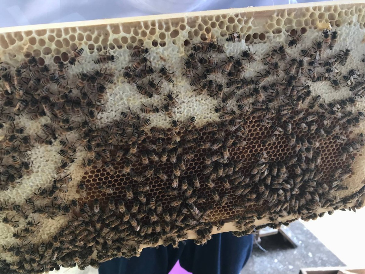 250g x 2 天然蜂蜜　生はちみつ　糖度80度　山奥の養蜂場で育てた蜜蜂が作った蜂蜜 完熟 国産蜂蜜 天然 百花蜜 非加熱はちみつ_画像7
