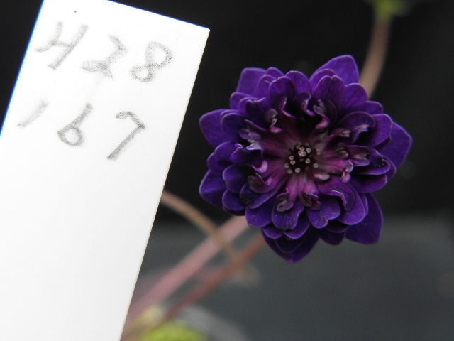 山野草　雪割草　濃紫二段唐子咲　■Ｈ２８　１６７■　１芽品_花の参考写真です。