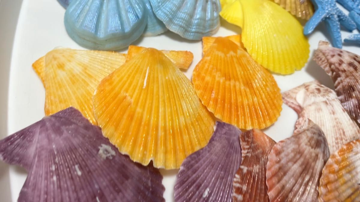 貝殻パーツ、デコ・インテリア用まとめて