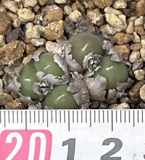 コノフィツム　Conophytum stephanii ssp.helmutii PVB3265 Rosyntjieberg ④_画像4