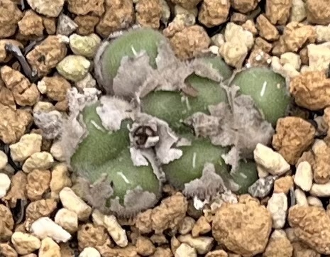 コノフィツム　Conophytum stephanii ssp.helmutii PVB3265 Rosyntjieberg ②_画像1