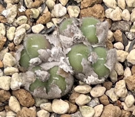 コノフィツム　Conophytum stephanii ssp.helmutii PVB3265 Rosyntjieberg ①_画像1