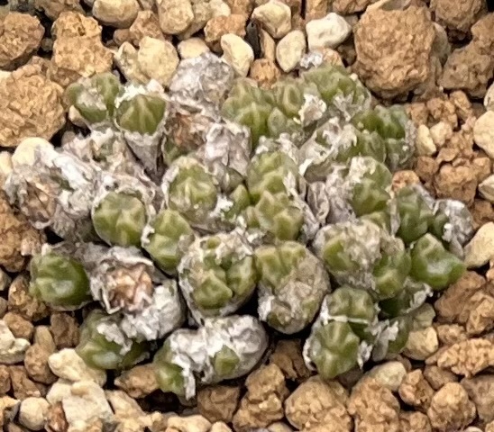 コノフィツム　Conophytum ectypum ssp.sulcatum Busek s.n. 10km ②_画像1