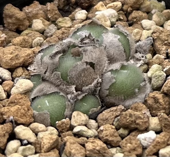 コノフィツム　Conophytum stephanii ssp.helmutii PVB3265 Rosyntjieberg ②_画像3