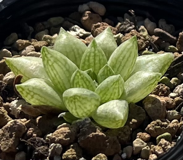 ハオルチア　Haworthia reticulata var.hurlingii Bonnievale_画像2