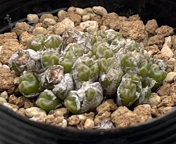 コノフィツム　Conophytum ectypum ssp.sulcatum Busek s.n. 10km ②_画像2