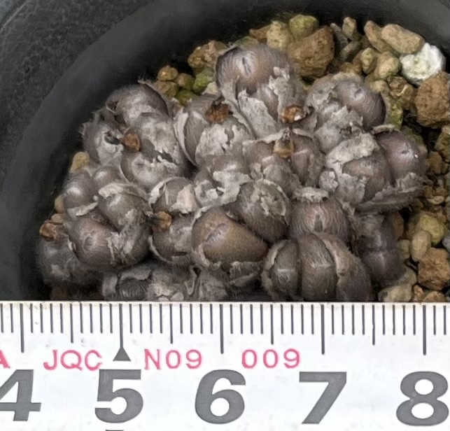 コノフィツム　Conophytum stephanii ssp.helmutii ARM457 MG1452.761 ①_画像4