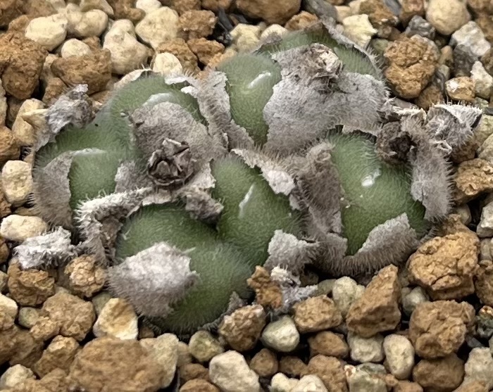 コノフィツム　Conophytum stephanii ssp.helmutii PVB3265 Rosyntjieberg ②_画像2