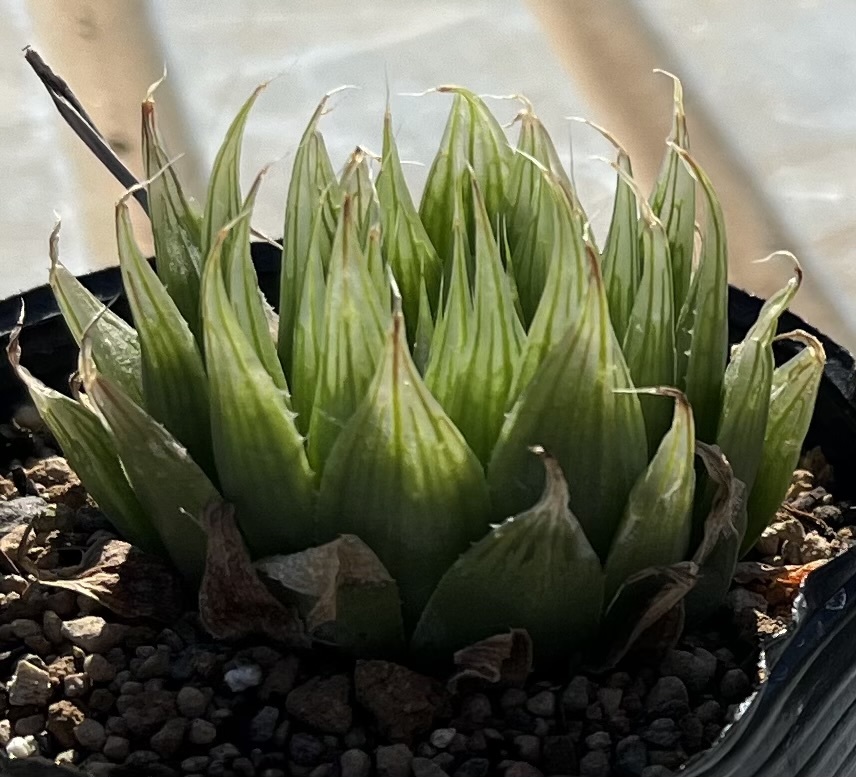 ハオルチア　Haworthia cooperi var.gordoniana MBB6830 E Komdomo (2018年実生苗)_画像3