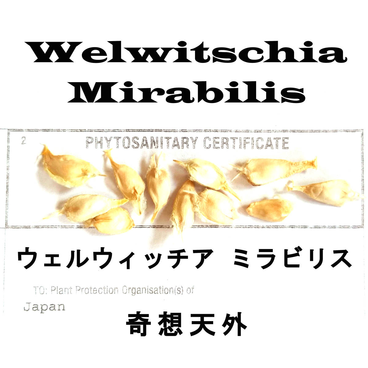 9月入荷 5粒 ウェルウィッチア ミラビリス 奇想天外 種子 種 証明書ありの画像1