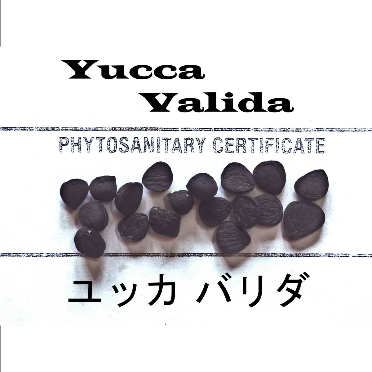 10 month arrival 5 bead + yucca burr da seeds kind certificate equipped 