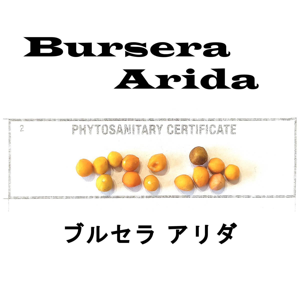10月入荷 5粒 ブルセラ アリダ BURSERA ARIDA 種子 種_画像1