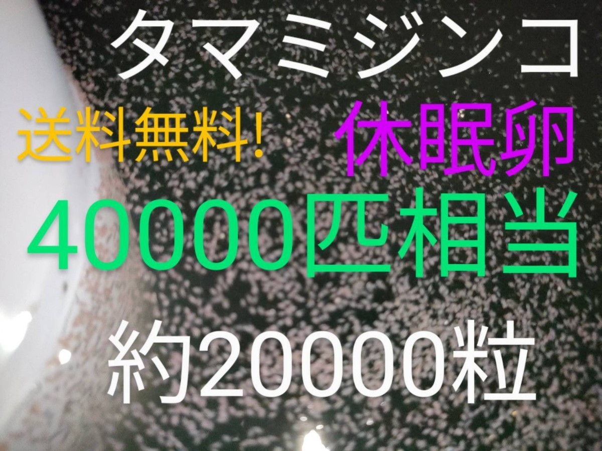 送料無料!　タマミジンコ　休眠乾燥卵　40000匹相当（約20000個）常温保存　取説付　めだか　針子　グッピー　金魚　熱帯魚餌　乾燥卵_画像1