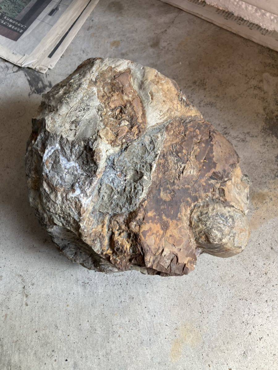 約15kg 北海道 メナイテス・リツネリ ノジュール 希少種 アンモナイト-