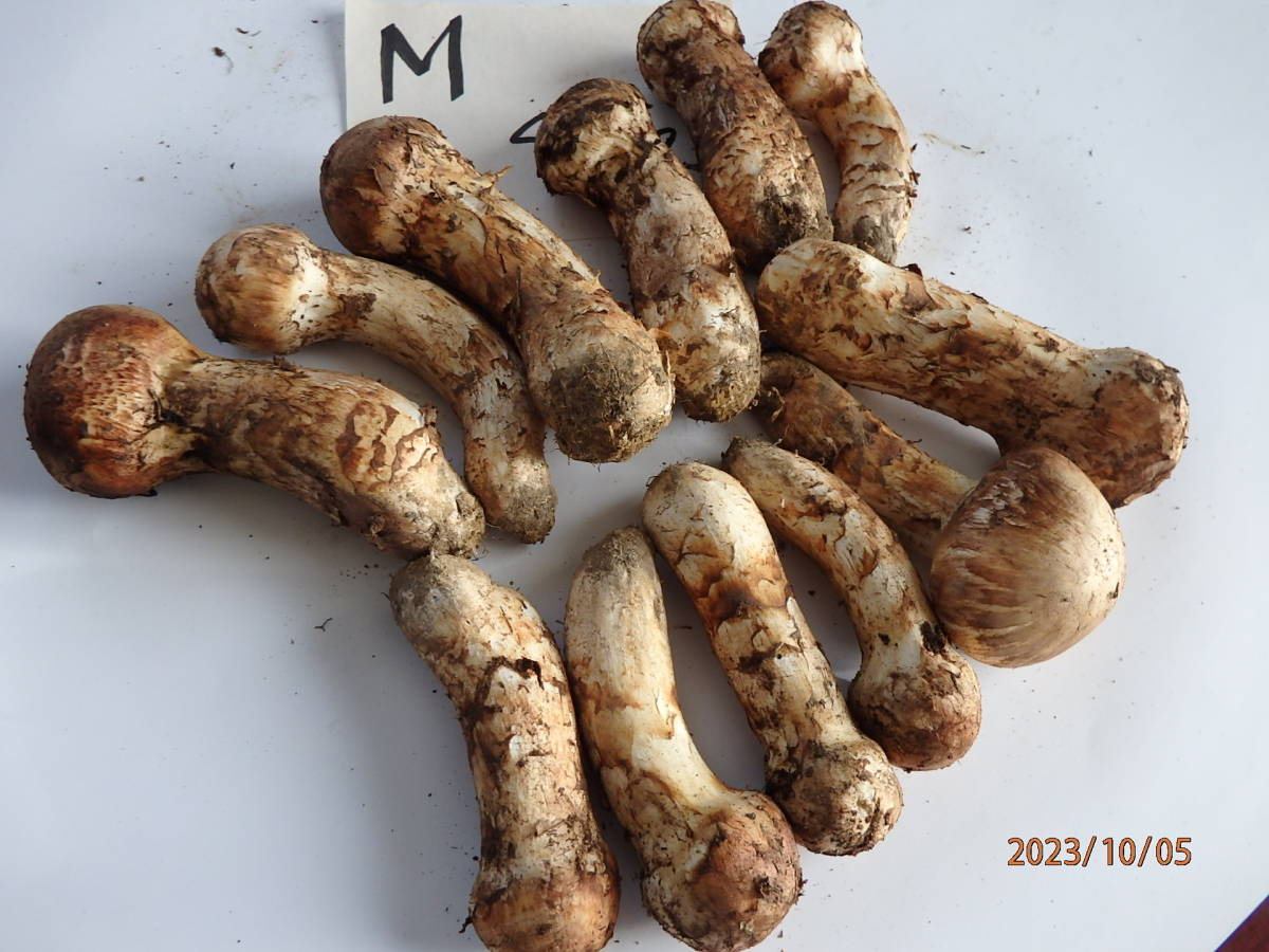 ☆ 岩手県産マツタケ ☆450グラム ☆ 松茸 ☆国産松茸 ☆マツタケ ☆M