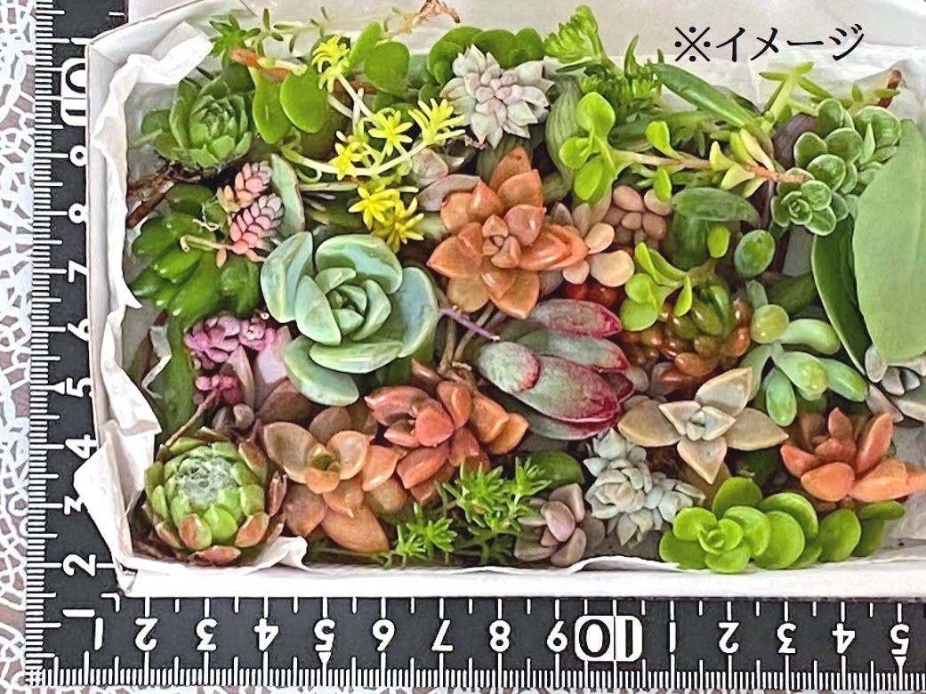 即決 送料無料 多肉植物ミニサイズおまかせセット セダム