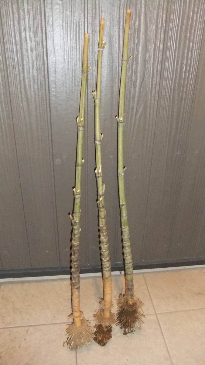 和竿製作用① 美しい竹節コブ根付布袋竹　天然布袋竹製ステッキ　３本セット　クロダイ落とし込み　真鯛一つテンヤ　シーバスロッドに最適