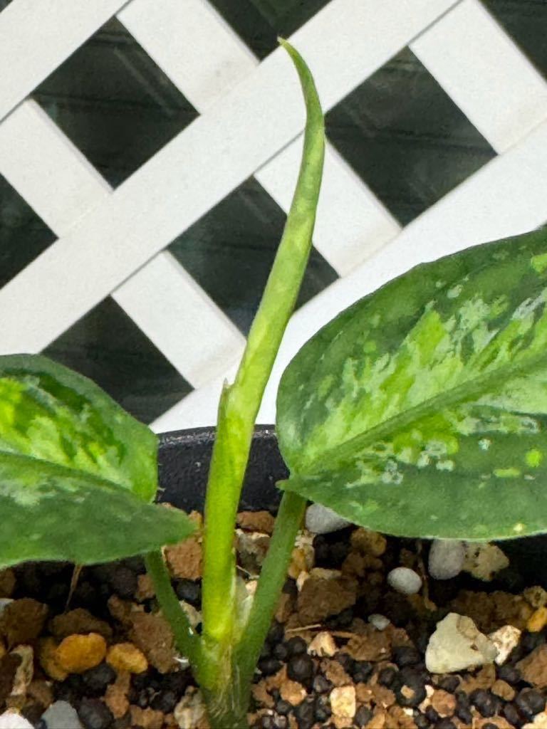 ◇ Aglaonema pictum Aceh Sumatra T-301218-b x産地 ◇ Aglaonema pictum Aceh Sumatra T-301218-b x産地