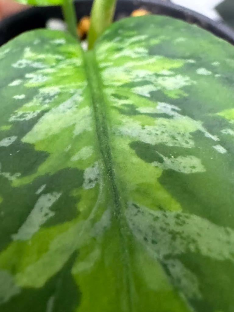 ◇ Aglaonema pictum Aceh Sumatra T-301218-b x産地 ◇ Aglaonema pictum Aceh Sumatra T-301218-b x産地