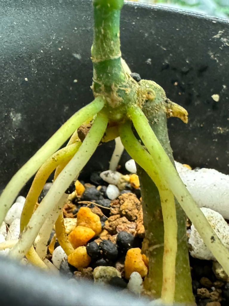 ◇ Aglaonema pictum Aceh Sumatra T-301218-b x産地 ◇ Aglaonema pictum Aceh Sumatra T-301218-b x産地