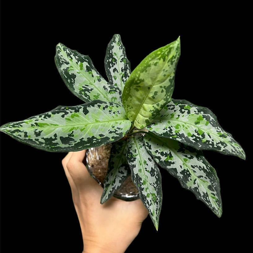 ◇ Aglaonema pictum Aceh Sumatra T-301218-b x産地 ◇ Aglaonema pictum Aceh Sumatra T-301218-b x産地