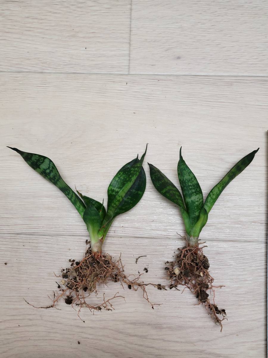 【サンセベリア・ハニー】Sansevieria サンスベリア　チトセラン　ドラセナ　観葉植物　多肉植物　抜き苗_画像2