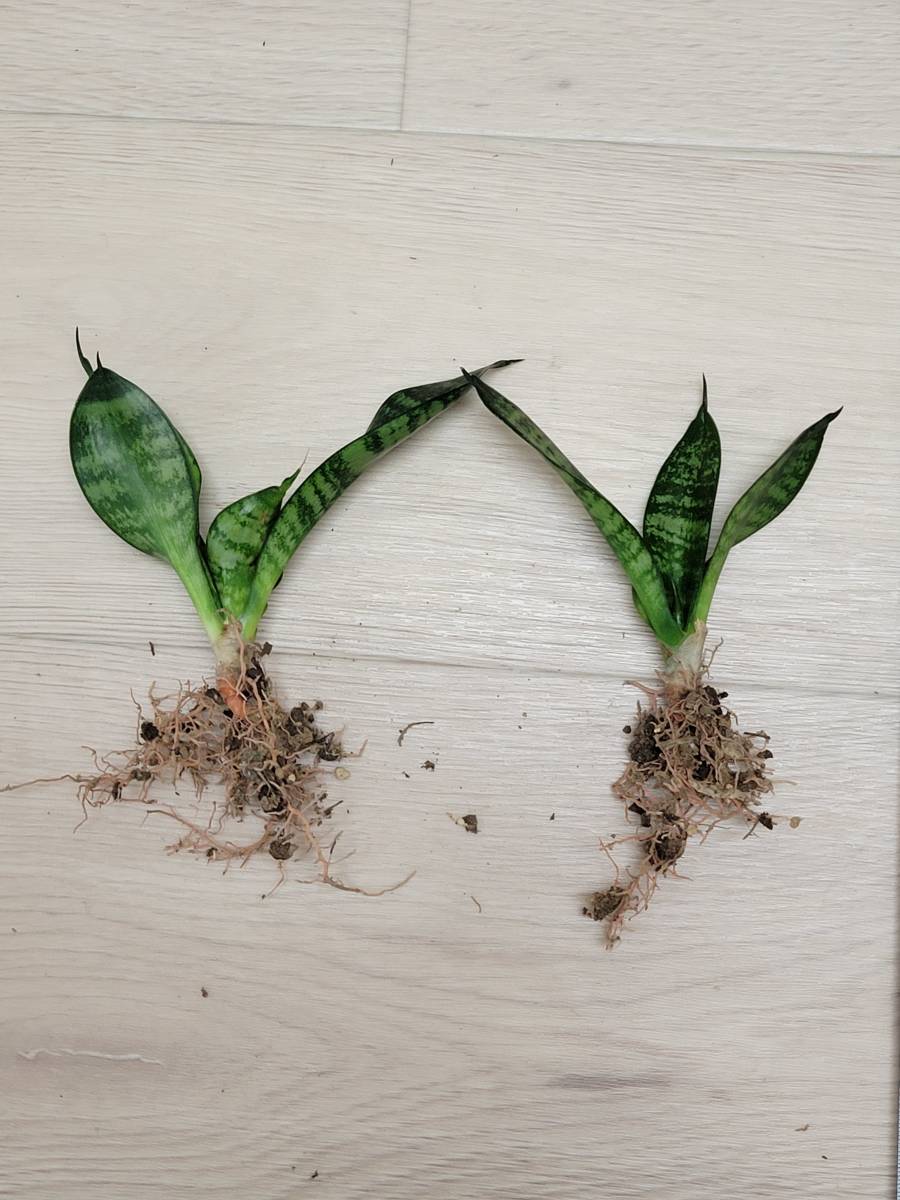 【サンセベリア・ハニー】Sansevieria サンスベリア　チトセラン　ドラセナ　観葉植物　多肉植物　抜き苗_画像3