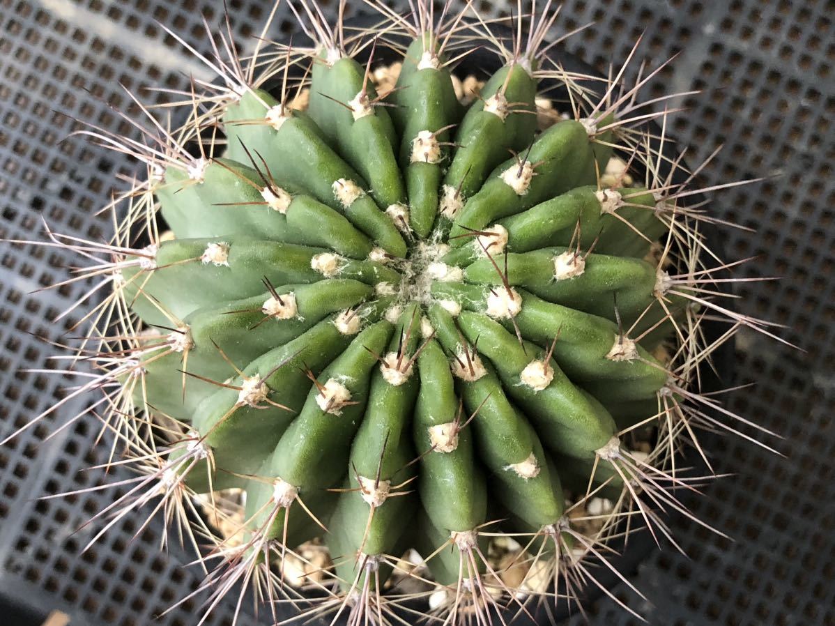 サボテン　アカントカリキウム　花冠丸　実生 多肉植物 _画像2