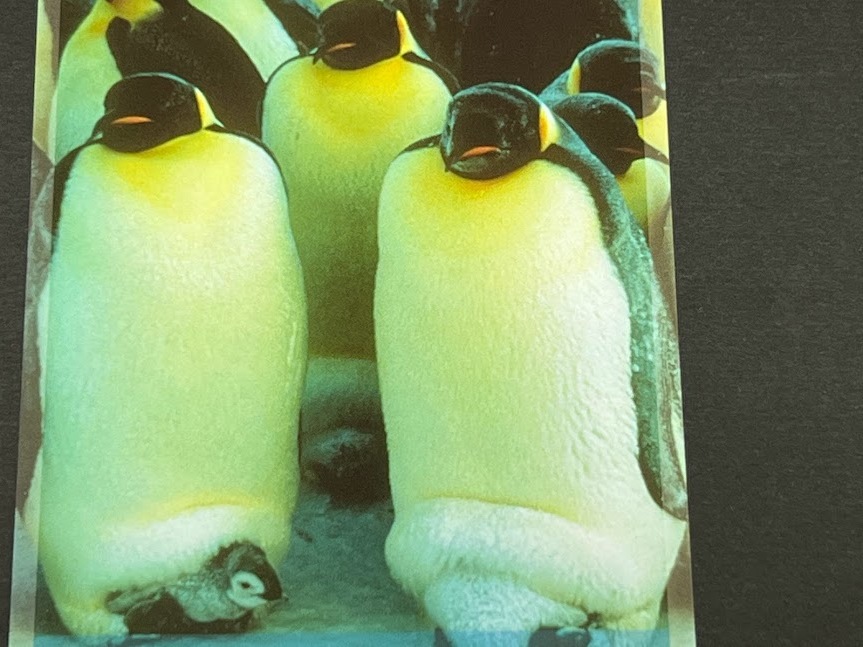 大人気品 南極 1 Dollar プラスティック製のファンタジー紙幣 コレクション用新札 2011年 未使用 ペンギン 南極点到達　＃SPC_近番参考画像