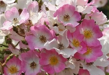 バレリーナ　つる　2　一重　房咲き　返り咲き　よく結実する　ハイブリッドムスク　オールドローズ　バラ　ばら_画像1