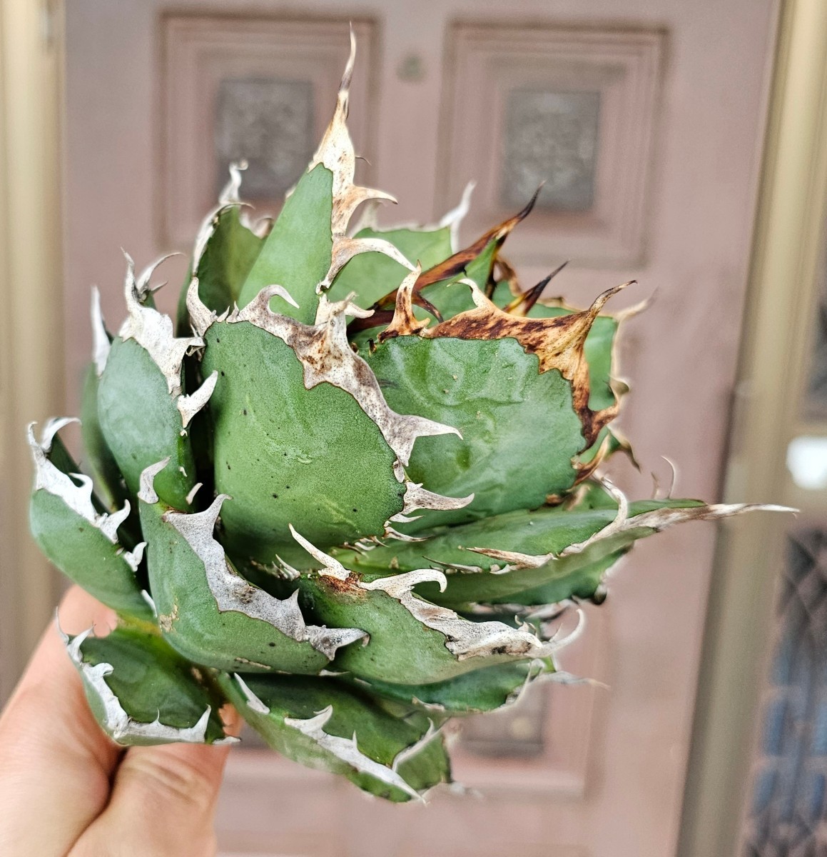 雪峰 チタノタ 検(agave FO 076 チタノータ アガベ 白鯨 ホリダ