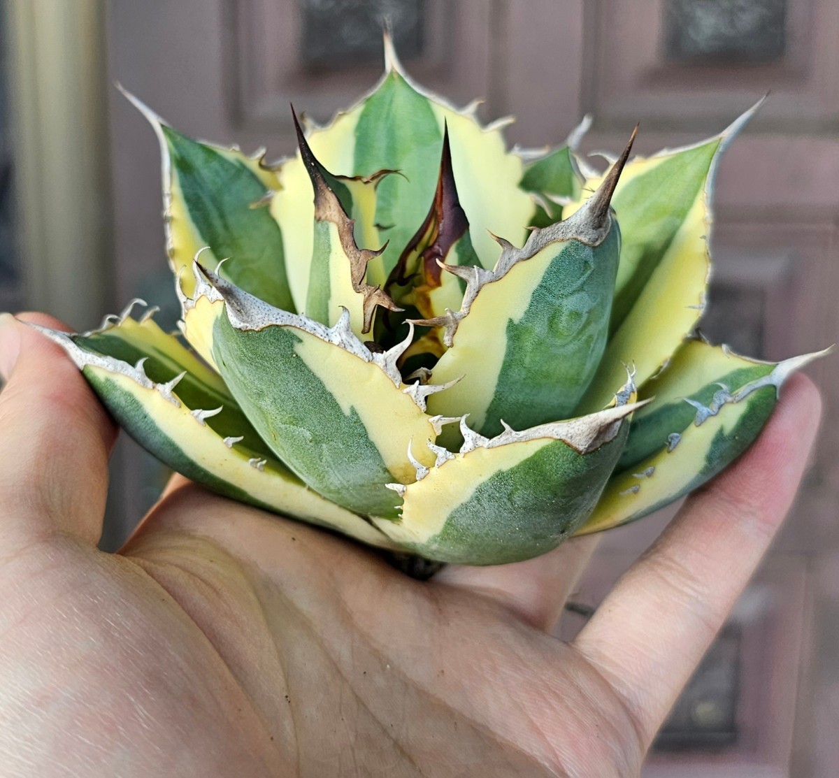 スナグルトゥース 検(agave FO 076 チタノータ アガベ 白鯨 吉祥天