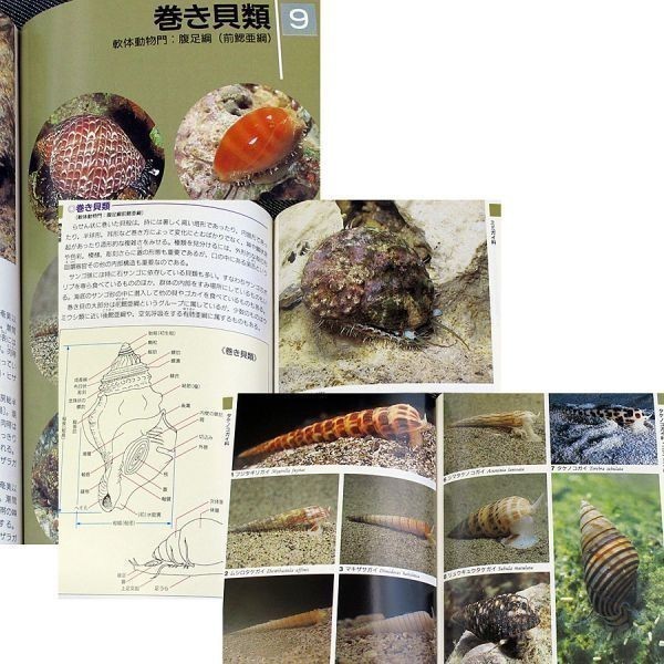  коралл .. сырой кимоно l988 вид цвет иллюстрированная книга Япония близко море iso серебристый коричневый k медуза кальмар осьминог рак-отшельник краб креветка hitote. ракообразные s
