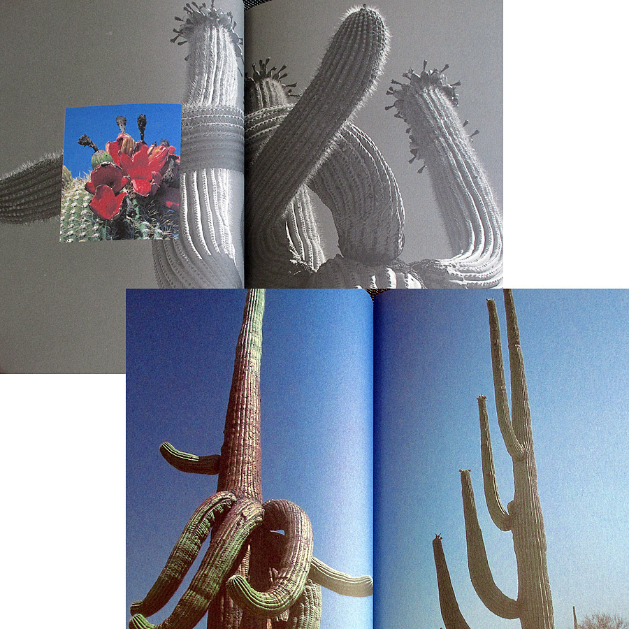 サボテン写真集『CACTI』｜カクティ 多肉植物 トゲ 青空 花 砂漠 乾き 灼熱 自然 植物 棘 ソノラ砂漠 アメリカ メキシコ#s_本編は良品レベルのコンディションです