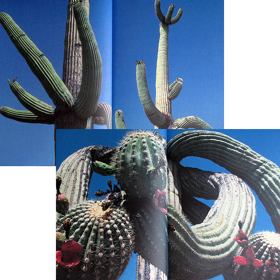 サボテン写真集『CACTI』｜カクティ 多肉植物 トゲ 青空 花 砂漠 乾き 灼熱 自然 植物 棘 ソノラ砂漠 アメリカ メキシコ#s_本編に書き込み、目立つ汚れはありません