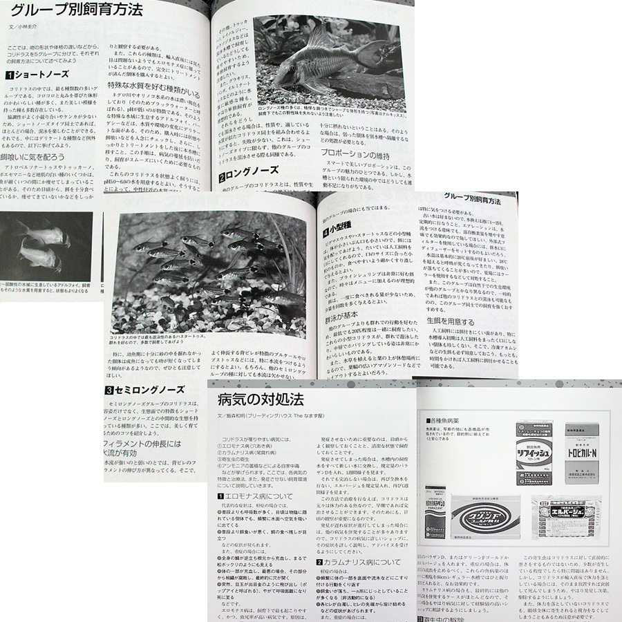 コリドラス大図鑑(新版)｜ ナマズの仲間 記載種161種類+未記載種 飼育 飼い方 水槽レイアウト 繁殖 熱帯魚 アクアライフ_画像7