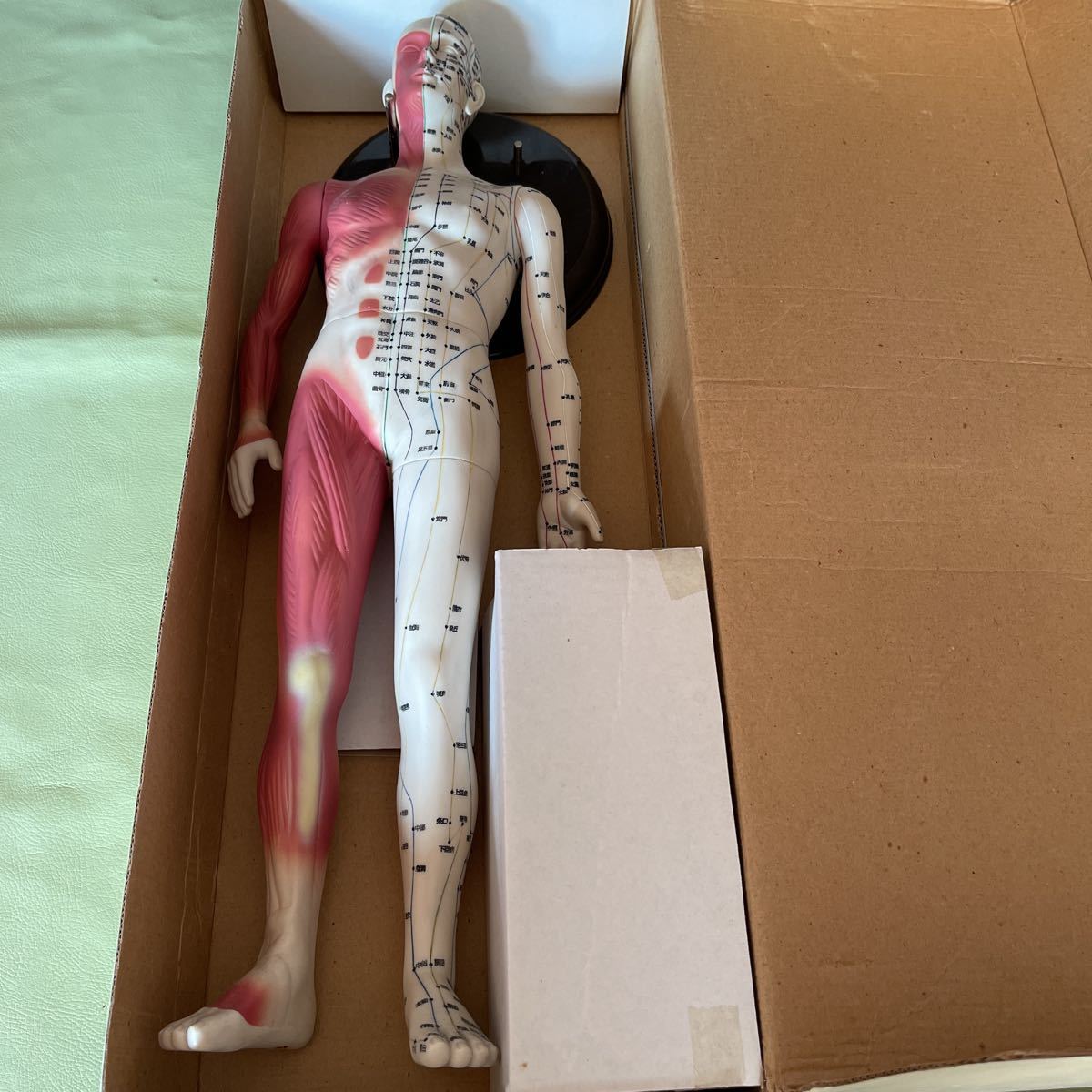  трудно найти товар японский . дорога фирма колледж иглоукалывание прижигание модель tsubo кукла целый body мускул модель .. модель . целый body . сделано в Японии 