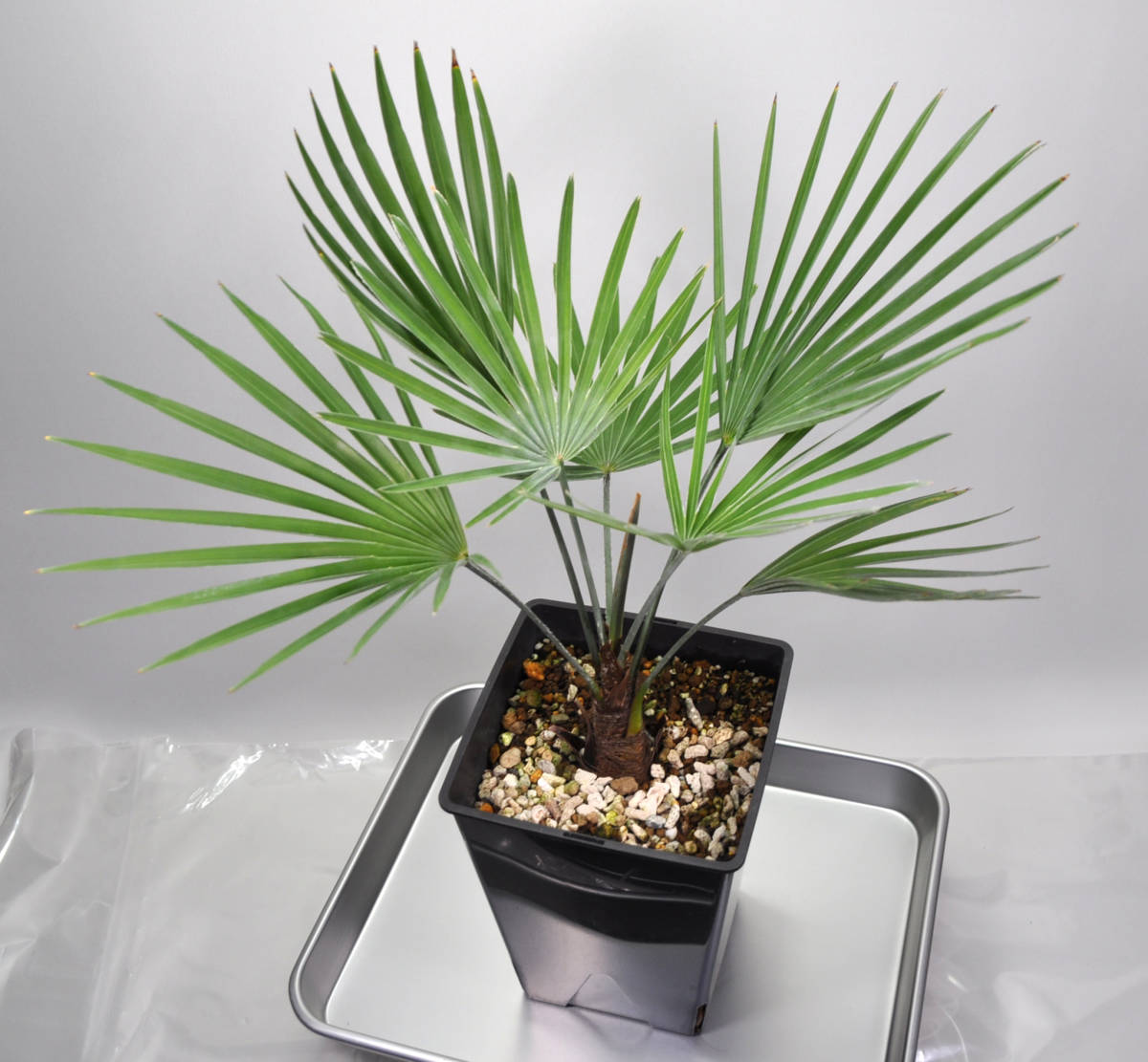 送料込み ストーンゲートパーム Trachycarpus princeps Blue-Silverトラキカルプス プリンセプス ブルーシルバー 耐寒ヤシ コンパクト個体_画像2