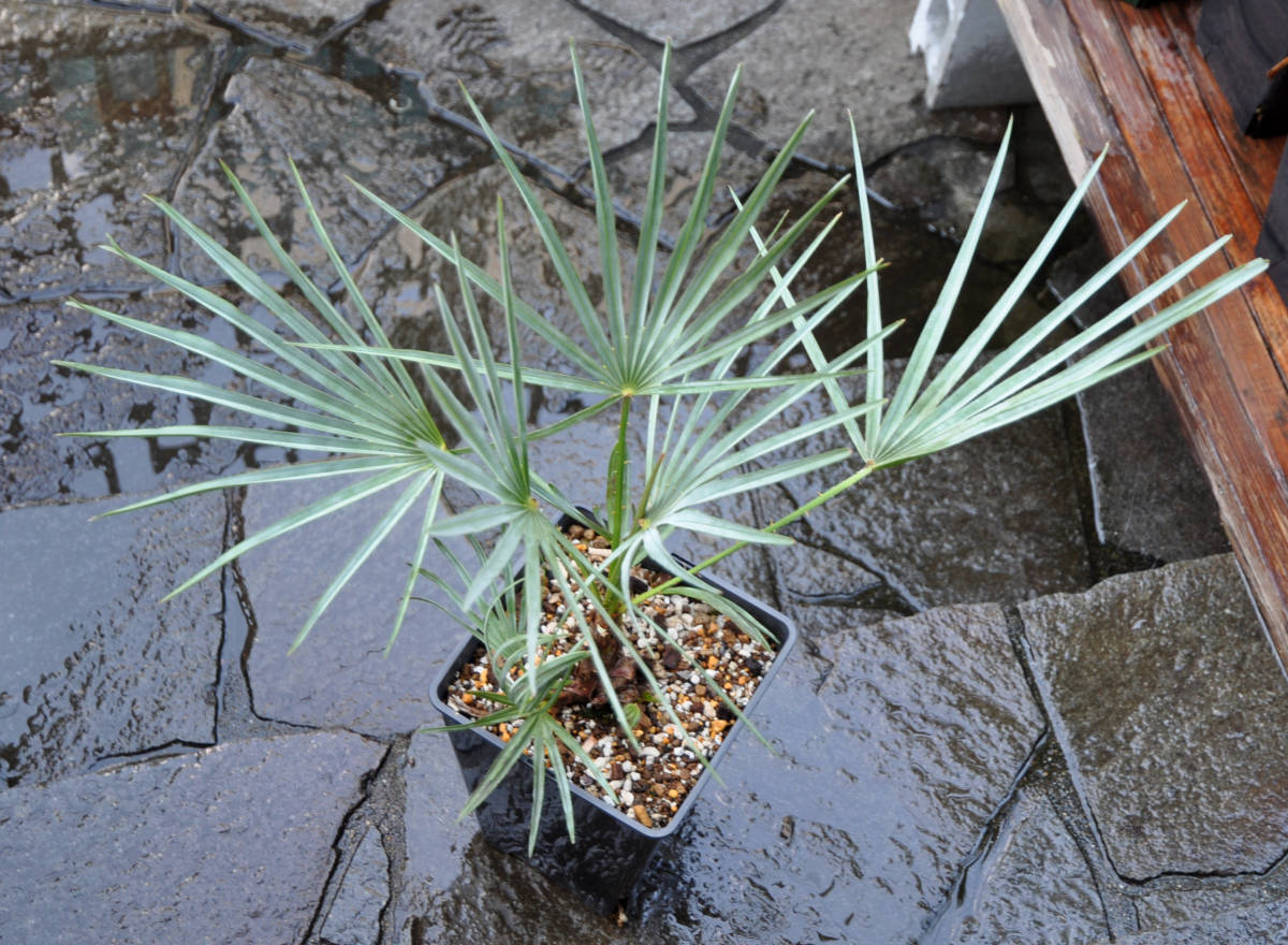 【送料込み】チャメロプス フミリス var.セリフェラ (Chamaerops humilis var. cerifera）銀葉のチャメロプス_画像5