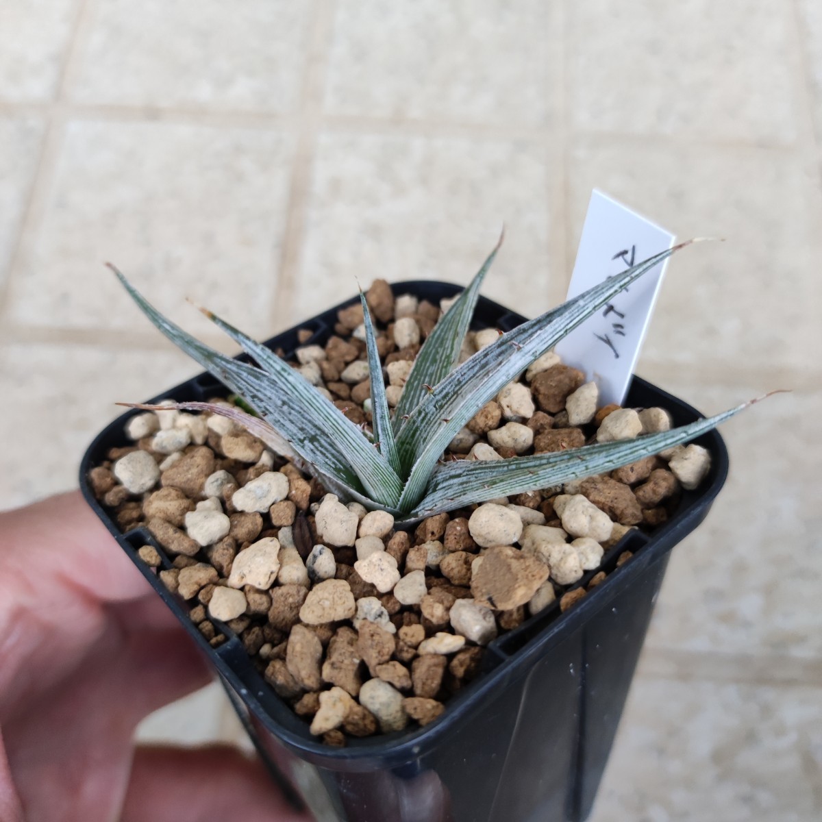 ディッキア マセドイ Dyckia macedoi_画像3