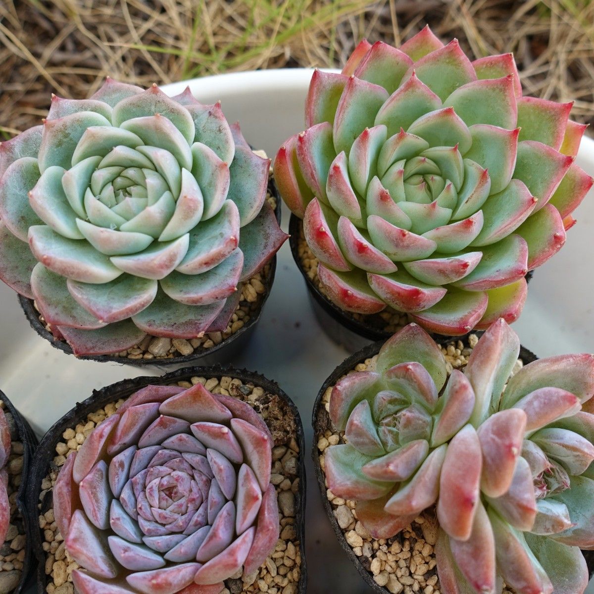 韓国苗 多肉植物 エケベリア 詰め合わせ 12苗セット【12S1-9 韓国苗 多肉植物 エケベリア 詰め合わせ 12苗セット【12S1-9