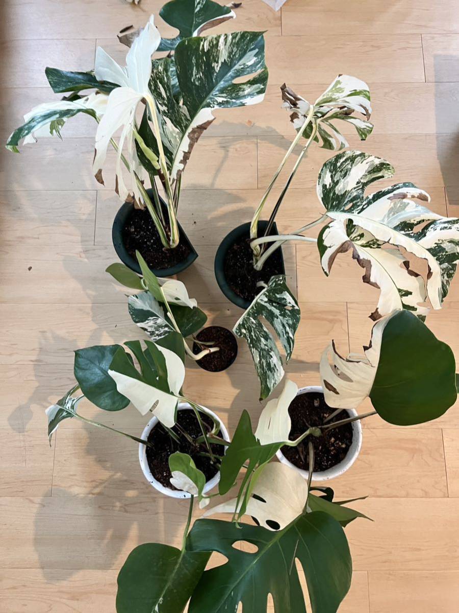 5株まとめ希少斑入りモンステラボルシギアナVarigated Monstera