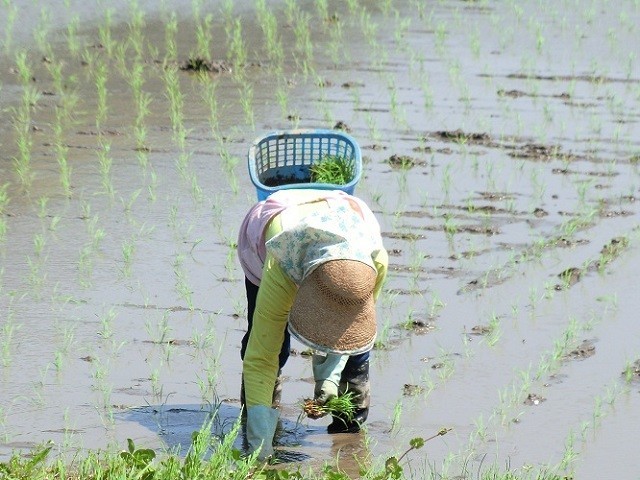 もち米 白米 5kg 2023年産 愛媛 三間産 減農薬 特別栽培米 百姓直送 送料無料 宇和海の幸問屋_画像2