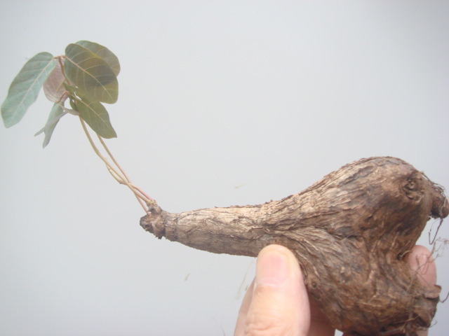 塊根植物　 phyllantmos mirabilis　 フイランシス　ミラビリス　　コーデックス　a-68_画像1
