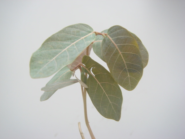 塊根植物　 phyllantmos mirabilis　 フイランシス　ミラビリス　　コーデックス　a-68_画像10