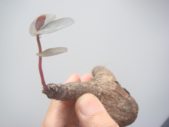 塊根植物　 phyllantmos mirabilis　 フイランシス　ミラビリス　　コーデックス　a-6９_画像6