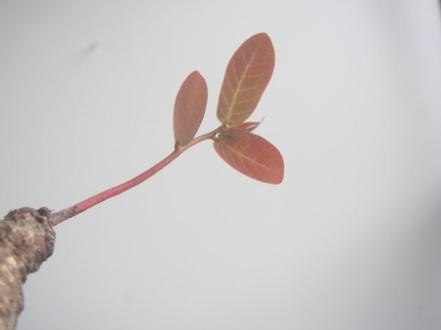 塊根植物　 phyllantmos mirabilis　 フイランシス　ミラビリス　　コーデックス　a-6９_画像8